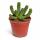 Euphorbia inermis - plante de la famille des euphorbes rare - rareté - pot de 6,5 cm - 15 cm de haut