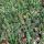 Euphorbia inermis - plante de la famille des euphorbes rare - rareté - pot de 6,5 cm - 15 cm de haut