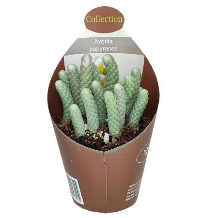 Avonia papyracea - Paper Avonia - Rarity - 6.5cm Pot - 15cm tall