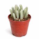 Avonia papyracea - Paper Avonia - Rarity - 6.5cm Pot -...