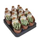 Avonia papyracea - Paper Avonia - Rarity - 6.5cm Pot - 15cm tall