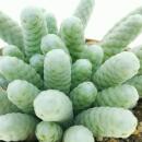 Avonia papyracea - Paper Avonia - Rarity - 6.5cm Pot - 15cm tall