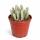 Avonia papyracea - Paper Avonia - Rarity - 6.5cm Pot - 15cm tall