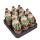 Avonia papyracea - Paper Avonia - Rarity - 6.5cm Pot - 15cm tall