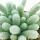 Avonia papyracea - Paper Avonia - Rarity - 6.5cm Pot - 15cm tall