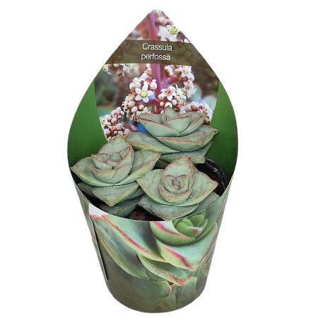 Crassula perfosa - seltenes Dickblattgewächs - Rarität - 6,5cm Topf - 15cm hoch