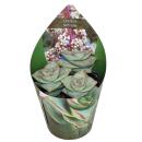 Crassula perfosa - seltenes Dickblattgewächs -...