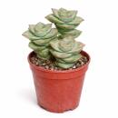 Crassula perfosa - seltenes Dickblattgewächs -...