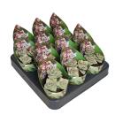 Crassula perfosa - seltenes Dickblattgewächs - Rarität - 6,5cm Topf - 15cm hoch