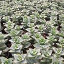 Crassula perfosa - seltenes Dickblattgewächs - Rarität - 6,5cm Topf - 15cm hoch