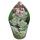 Crassula perfosa - seltenes Dickblattgewächs - Rarität - 6,5cm Topf - 15cm hoch