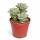 Crassula perfosa - seltenes Dickblattgewächs - Rarität - 6,5cm Topf - 15cm hoch