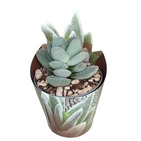 Crassula tecta - Peau de lézard - Rareté - 6,5cm Pot - 15cm de haut