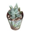 Crassula tecta - Eidechsenhaut-Dickblatt - Rarität -...