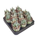 Crassula tecta - Peau de lézard - Rareté - 6,5cm Pot - 15cm de haut