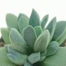 Crassula tecta - Peau de lézard - Rareté - 6,5cm Pot - 15cm de haut