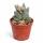 Crassula tecta - Peau de lézard - Rareté - 6,5cm Pot - 15cm de haut