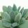 Crassula tecta - Peau de lézard - Rareté - 6,5cm Pot - 15cm de haut