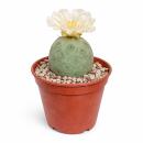 Teprocactus geometricus - cactus sphérique rare -...