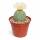 Tephrocactus geometricus - seltener Kugelkaktus - Rarität - 6,5cm Topf - 15cm hoch