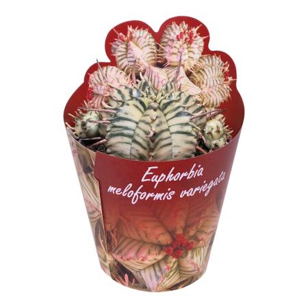 Euphorbia meloformis variegata - seltenes Wolfsmilchgewächs - Rarität - 6,5cm Topf - 15cm hoch