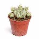 Euphorbia meloformis variegata - seltenes...