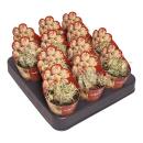 Euphorbia meloformis variegata - seltenes Wolfsmilchgewächs - Rarität - 6,5cm Topf - 15cm hoch