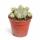 Euphorbia meloformis variegata - seltenes Wolfsmilchgewächs - Rarität - 6,5cm Topf - 15cm hoch