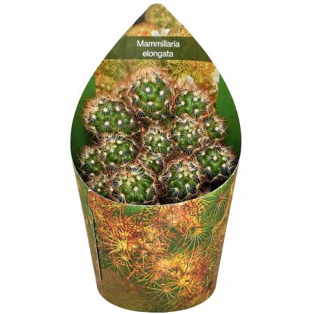 Mammilaria elongata anguinea - rare ball cactus - rarity - 6.5cm pot - 15cm tall