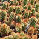 Mammilaria elongata anguinea - rare ball cactus - rarity - 6.5cm pot - 15cm tall