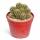 Mammilaria elongata anguinea - rare ball cactus - rarity - 6.5cm pot - 15cm tall