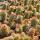Mammilaria elongata anguinea - rare ball cactus - rarity - 6.5cm pot - 15cm tall