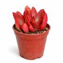 Crassula capitella "Campfire" - brennendes...