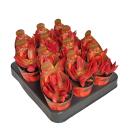Crassula capitella "Campfire" - burning stonecrop - rarity - 6.5cm pot - 15cm tall