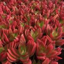 Crassula capitella "Campfire" - burning stonecrop - rarity - 6.5cm pot - 15cm tall
