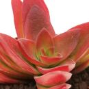 Crassula capitella "Campfire" - burning stonecrop - rarity - 6.5cm pot - 15cm tall