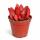 Crassula capitella "Campfire" - burning stonecrop - rarity - 6.5cm pot - 15cm tall