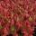 Crassula capitella "Campfire" - burning stonecrop - rarity - 6.5cm pot - 15cm tall
