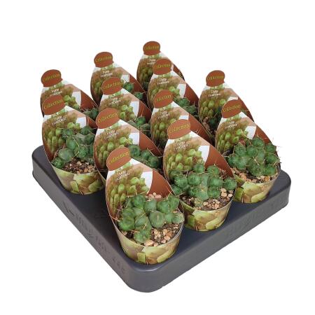 Puna incahuasi - seltener Kugelkaktus - Rarität - 6,5cm Topf - 15cm hoch
