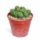 Puna incahuasi - seltener Kugelkaktus - Rarität - 6,5cm Topf - 15cm hoch