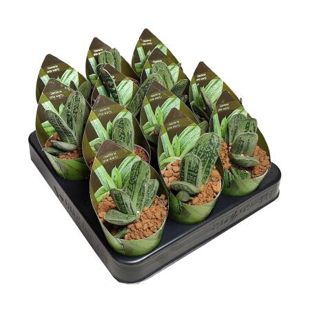 Gasteria "Little Warty" - seltene Gasterie - Rarität - 6,5cm Topf - 15cm hoch
