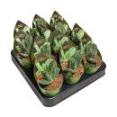 Gasteria "Little Warty" - seltene Gasterie -...