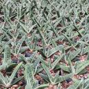 Gasteria "Little Warty" - seltene Gasterie -...