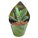 Gasteria "Little Warty" - seltene Gasterie - Rarität - 6,5cm Topf - 15cm hoch
