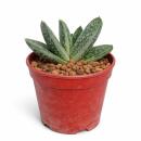 Gasteria "Little Warty" - seltene Gasterie - Rarität - 6,5cm Topf - 15cm hoch