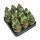 Gasteria "Little Warty" - seltene Gasterie - Rarität - 6,5cm Topf - 15cm hoch