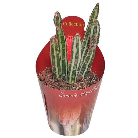 Senecio stapeliformis - Zuckerstangen-Sukkulente - Rarität - 6,5cm Topf - 15cm hoch