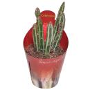 Senecio stapeliformis - Suculente en forme de canne...