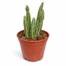 Senecio stapeliformis - Suculente en forme de canne...