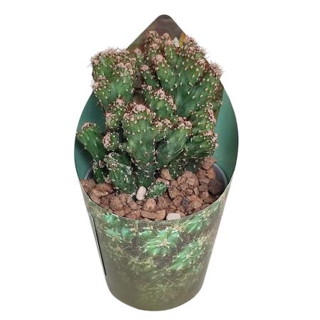 Cereus peruvianus monstr. - Felsenkaktus - Rarität - 6,5cm Topf - 15cm hoch